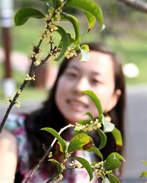 桂花種不活|桂花不長葉不開花，爛根養不活？只靠修剪就能解決！2分鐘教你。